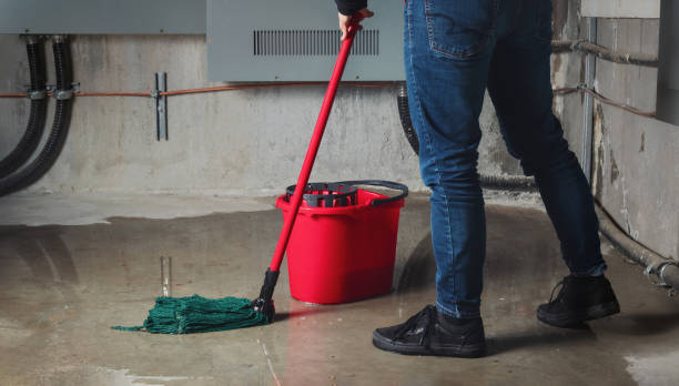 Best Mold removal after water damage  in Stephens City, VA