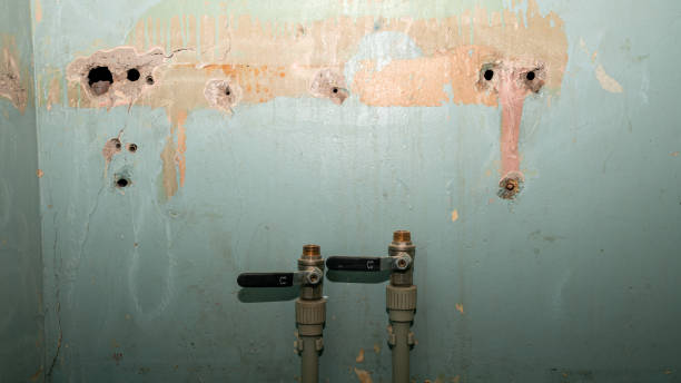 Best Basement water damage restoration  in Stephens City, VA